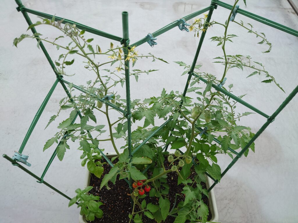 プランター栽培の強い味方「連結トマト支柱」便利でコスパ最高！ | ベランダ・バルコニーでプランター野菜栽培