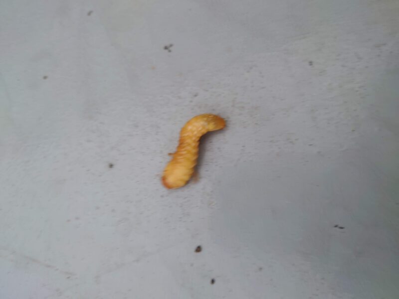 コガネムシ幼虫